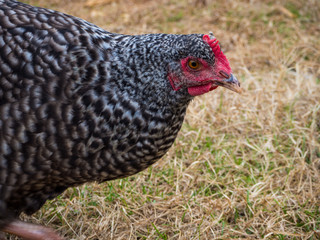 A close-up of a Plymouth Rock Chicken hen foraging in green and brown grass