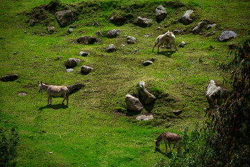 Green aerial landscape with horses grazing in Huascarán National Park