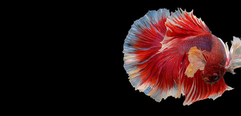 Red and pink color Siamese fighting betta fish turn head back to left side with copy space on dark background