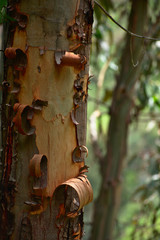 Ericaceae peeling bark closeup in Huascarán National Park