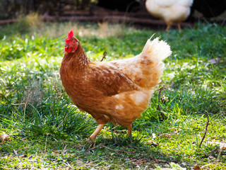 A Rhode Island Red Chicken hen walking in green and brown grass