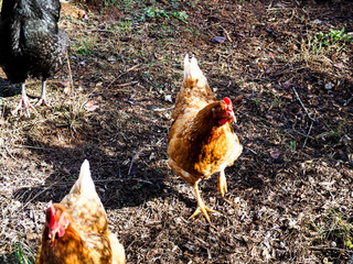 A Rhode Island Red Chicken hen standing brown grass