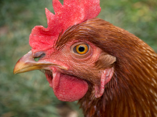 A closeup of Rhode Island Red Chicken hen head, with a green grass background