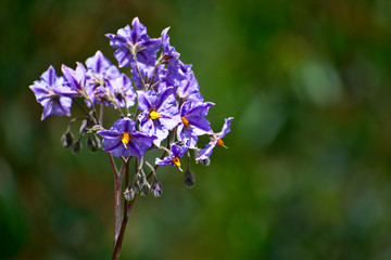 Purple Solanum wildflower growing in Huascarán National Park