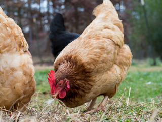 A Rhode Island Red Chicken hen with other chickens foraging in green and brown grass