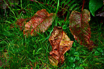 Variegated leaves lying in grass closeup Huascarán National Park
