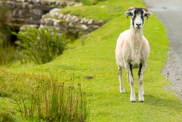 Obraz premium Swaledale ewe with shorn fleece facing forward on grousemoor,, Yorkshire Dales, UK. Swaledale sheep are a native breed to this area. Horizontal. Space for copy.