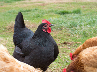 A Plymouth Rock Chicken hen with a brood of other chickens foraging in green and brown grass