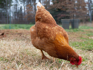 A closeup of Rhode Island Red Chicken hen head, with a green grass background 