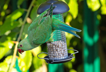 Green Ring Necked Parakeets hanging on a bird feeder with head angled outwards against a natural...