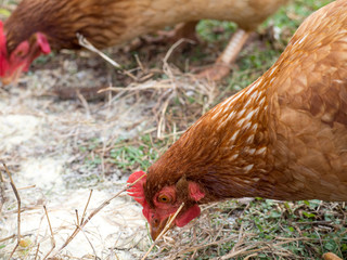 A close-up of Rhode Island Red Chicken hen foraging in green and brown grass