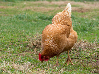A closeup of Rhode Island Red Chicken hen head, with a green grass background 