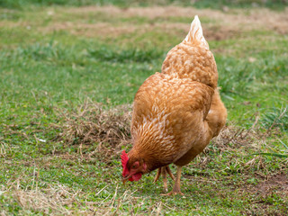 A closeup of Rhode Island Red Chicken hen head, with a green grass background 