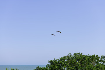 Brown Pelican flight in straight line formation, view from below over blue sky with ocean and trees