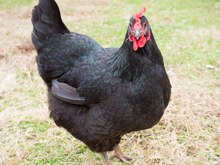 Plymouth Rock Chicken hen in brown and green grass