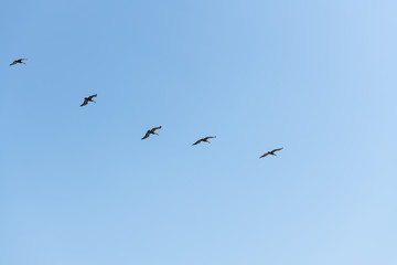 Brown Pelican flight in straight line formation, view from below over blue sky.
