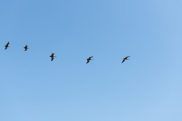 Brown Pelican flight in straight line formation, view from below over blue sky.