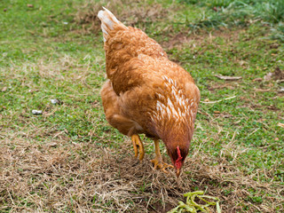 A closeup of Rhode Island Red Chicken hen head, with a green grass background 