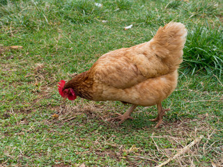 A closeup of Rhode Island Red Chicken hen head, with a green grass background 