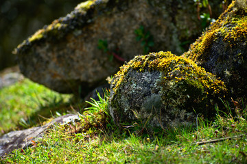 Green moss covered rocks closeup of Huascarán National Park