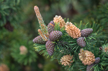 Fototapeta premium Pine Cones on a Branch