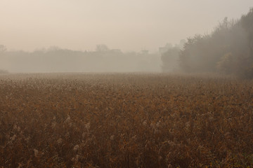 Obraz na płótnie Canvas Morning thick fog over the swamp. Foggy dawn. Autumn landscape