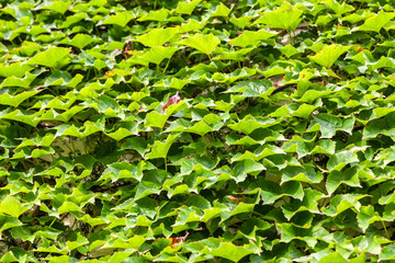 Natural Green leaves wall background, pattern