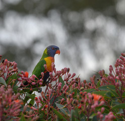 A beautiful Rainbow Lorikeet in a Flowering Gum
