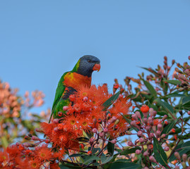 A beautiful Rainbow Lorikeet in a Flowering Gum