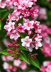 Lots of pink and white flowers of Weigela japonica in the garden. Selective focus.