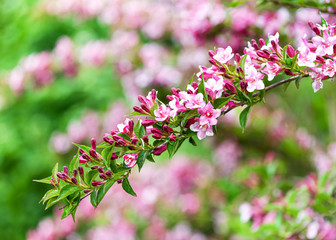 Beautiful deciduous shrub of Weigela japonica flowers in the garden. Selective focus with blurry background.
