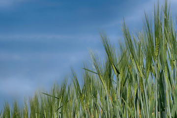 Ausschnitt aus einem Gerstefeld von unten gegen den blauen Himmel fotografiert