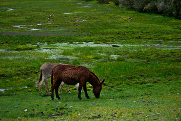 Landscape of a donkey grazing in a meadow in Huascarán National Park