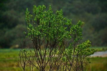 Landscape of a tree closeup in Huascarán National Park