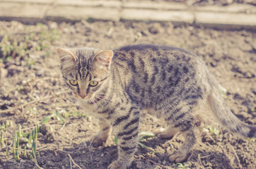 Naklejka na ściany i meble Little striped kitten plays outside on a sunny day.