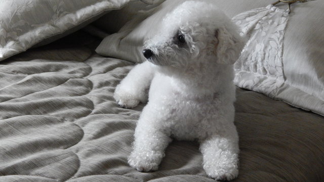 Bichon Frise Resting On Bed At Home