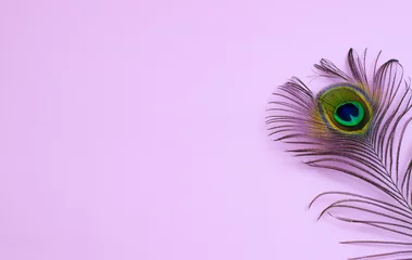 Fotobehang pauwenveer op een lichtroze achtergrond © Шатыров Александр