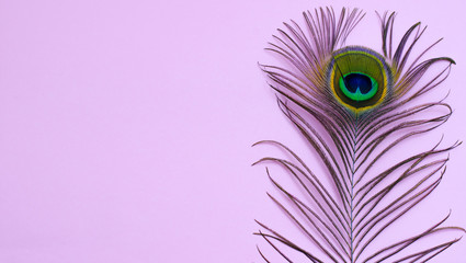 peacock feather on a pale pink background