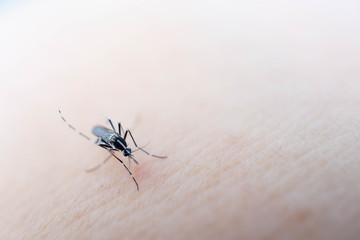 Mosquito sucking blood on human skin cause sick, Malaria,Dengue,Chikungunya,Mayaro fever,blurred background