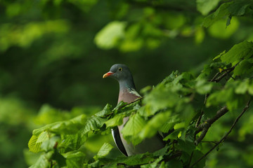 Beautiful portrait of a wood pigeon or ringdove sitting in summer in the shade on a branch an looking through the green leaves