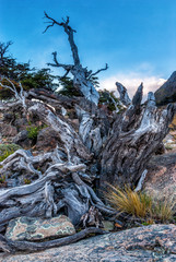 Dry trunk in Chalten Patagonia