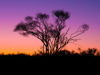 Fototapeta na wymiar Silhouette of juneberry, Amelancier lamarckii, tree against sky at dusk, Netherlands