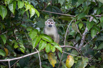 Eastern Ecuadorian Squirrel Monkey (Barizo), in Yasuní National Park, Ecuador