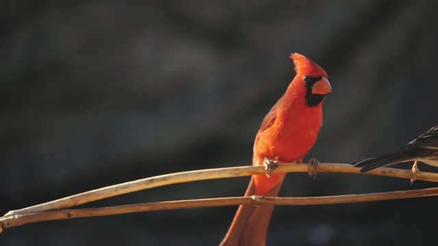 Northern Cardinal Lands on a Branch in Slow Motion