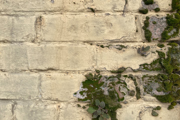 yellow painted brick wall moss