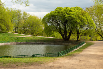 Single green tree with dense foliage and a pond in a park in spring. Photo wallpaper background