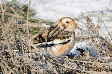 Snow Bunting behind twigs in winter and eating seeds