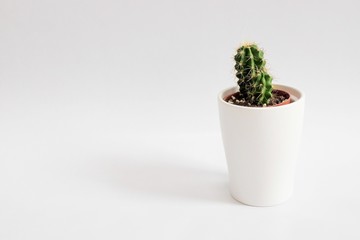 cactus in white pot