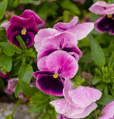 Fototapeta premium Purple Pansies
