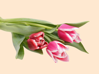 A bouquet of pink tulips.